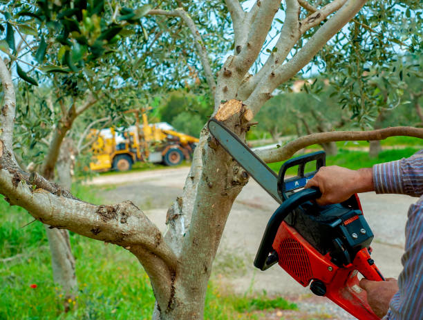 Best Emergency Storm Tree Removal  in Shinglehouse, PA